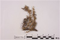 藏品(曲尾苔科)的圖片